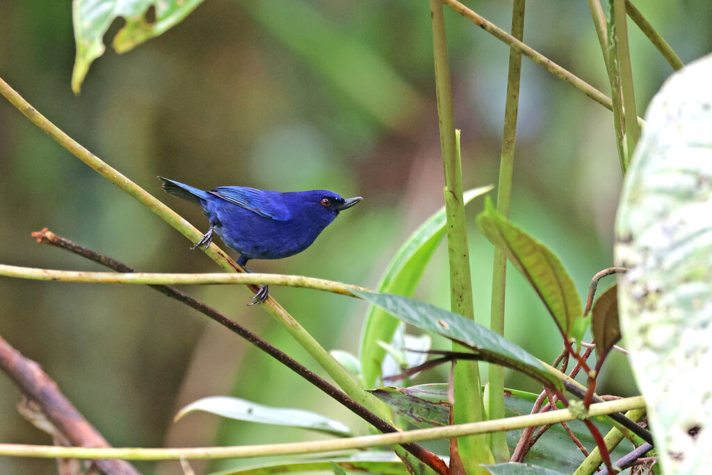 Indigo Flowerpierceradult