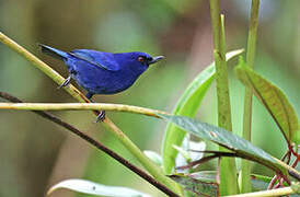 Indigo Flowerpiercer