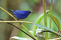 Percefleur indigo