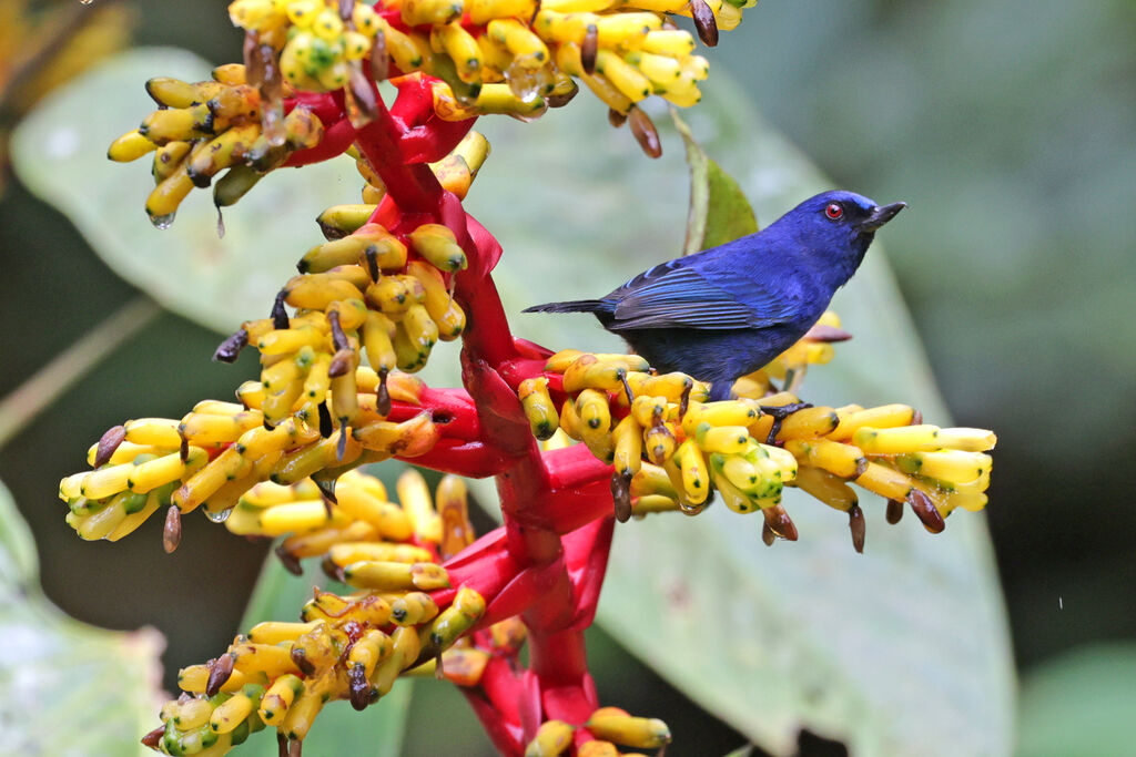 Indigo Flowerpierceradult