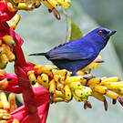 Percefleur indigo