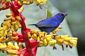 Indigo Flowerpiercer