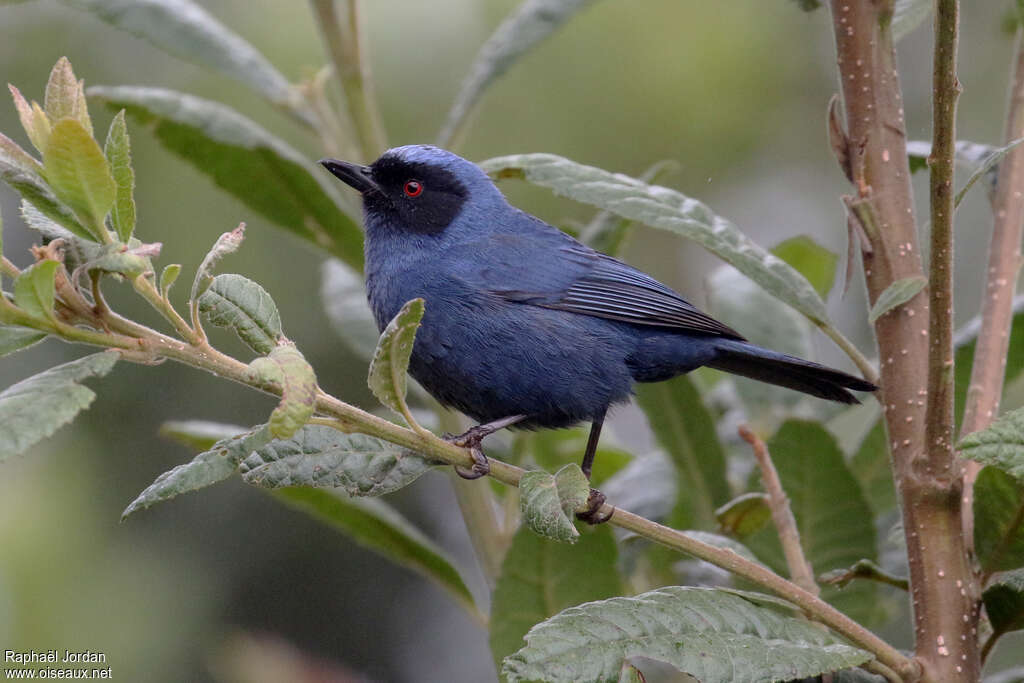 Masked Flowerpierceradult, identification