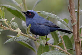 Masked Flowerpiercer