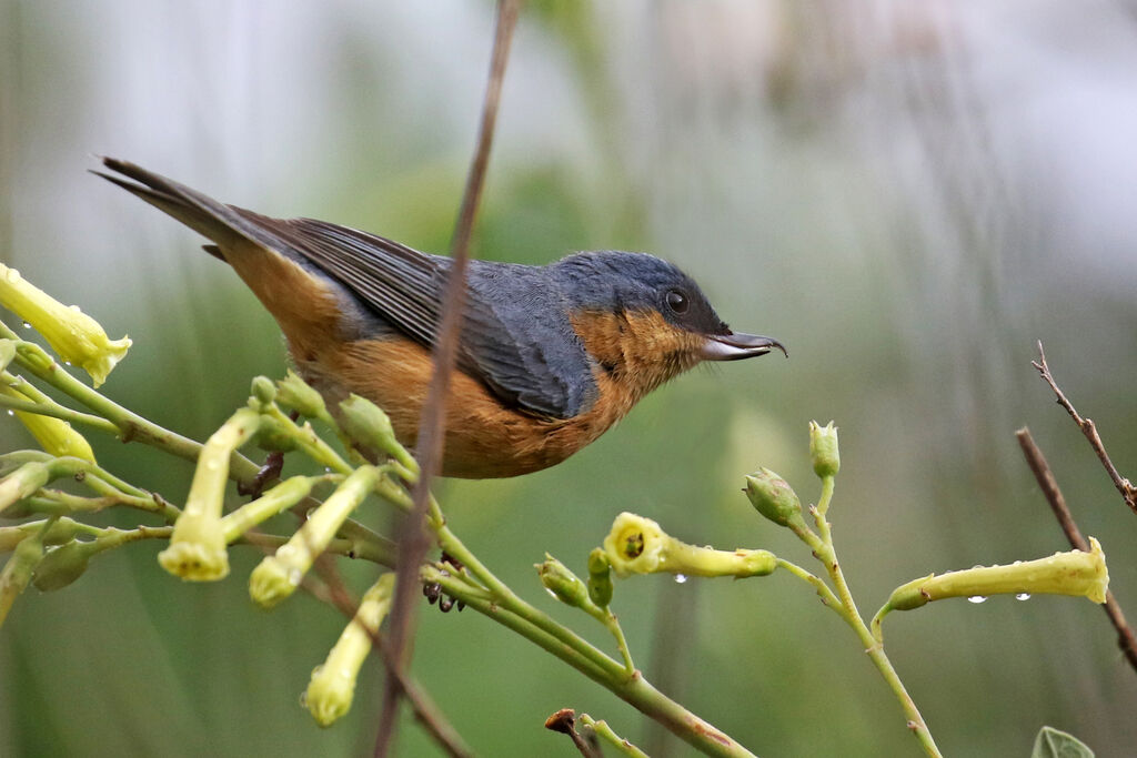 Rusty Flowerpiercer male adult