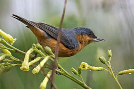 Rusty Flowerpiercer