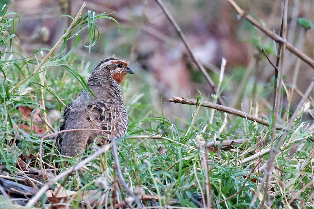 Jungle Bush Quail male adult