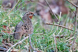 Jungle Bush Quail