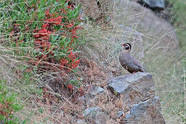 Arabian Partridge