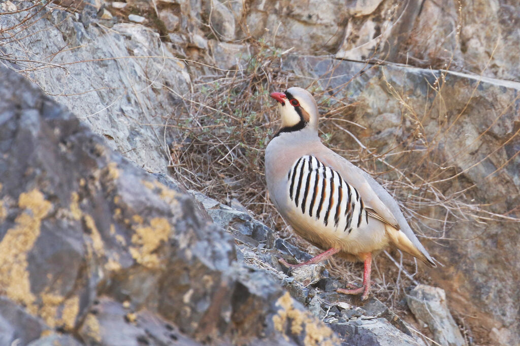 Chukar Partridgeadult breeding