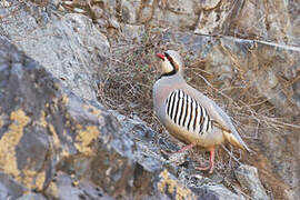 Chukar Partridge