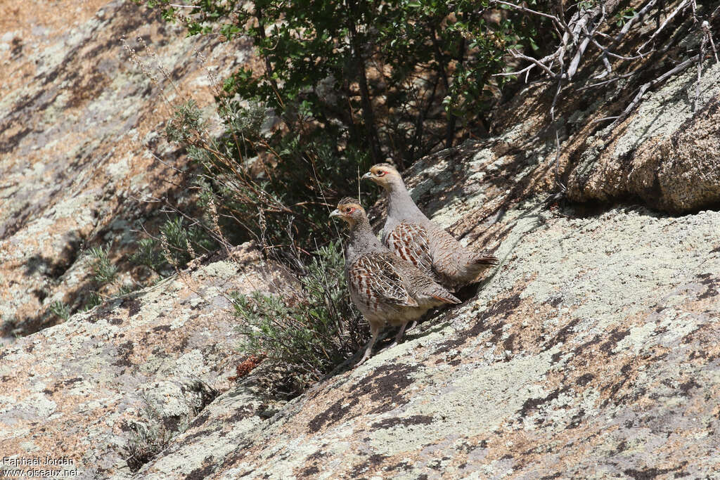 Daurian Partridgeadult breeding