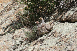 Daurian Partridge