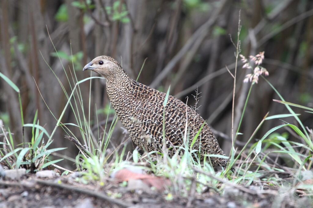 Madagascan Partridge female adult