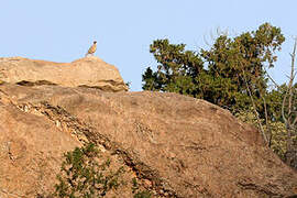 Philby's Partridge