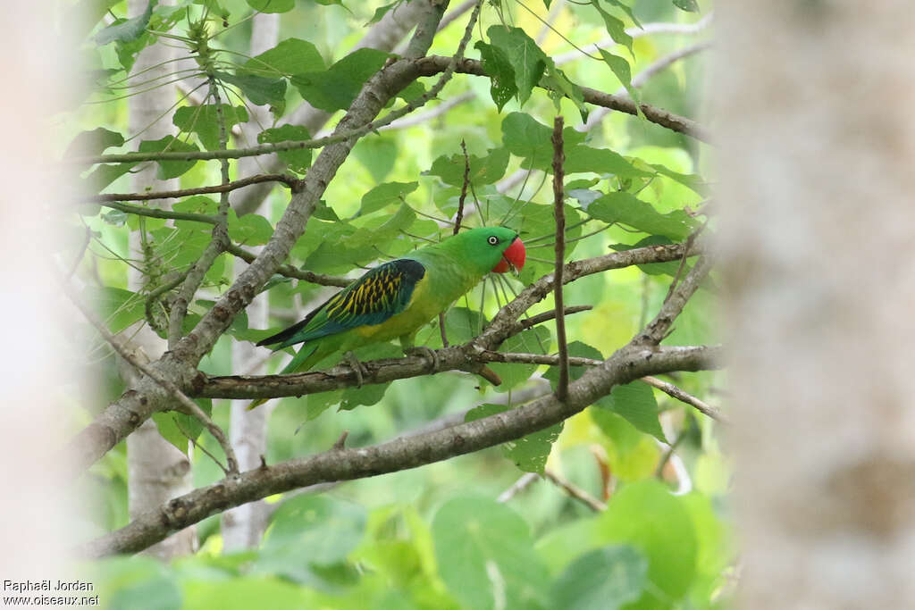 Great-billed Parrot