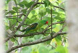 Great-billed Parrot