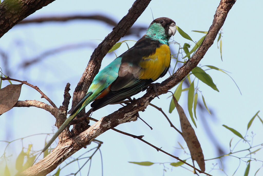 Hooded Parrotadult