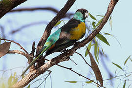 Hooded Parrot