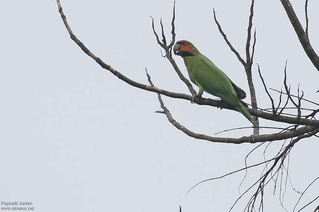 Long-tailed Parakeetadult