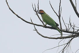 Long-tailed Parakeet