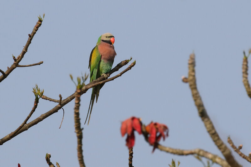 Red-breasted Parakeetadult breeding