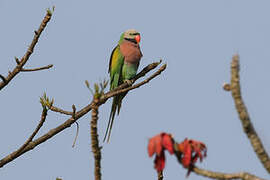 Red-breasted Parakeet