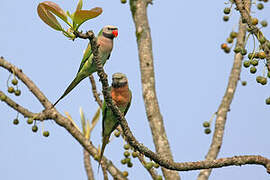 Red-breasted Parakeet