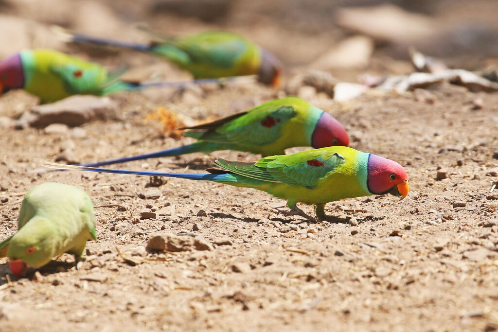 Plum-headed Parakeet male adult