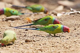 Plum-headed Parakeet