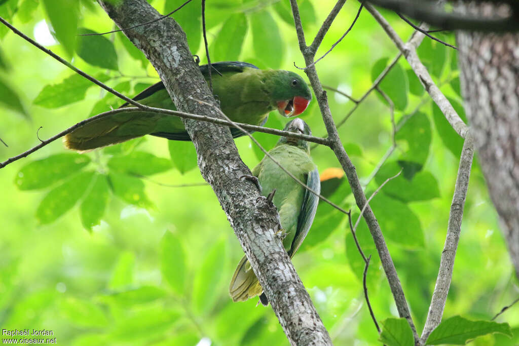 Blue-backed Parrotadult