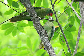 Azure-rumped Parrot