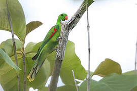 Jonquil Parrot
