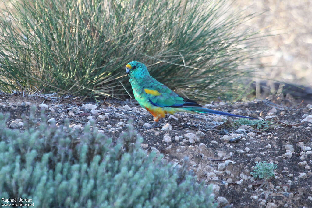 Mulga Parrot male adult, identification