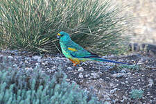 Perruche multicolore