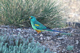 Mulga Parrot