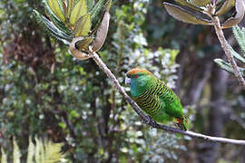 Painted Tiger Parrot