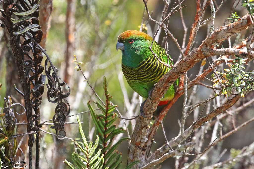 Perruche peinte femelle adulte, habitat