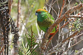 Painted Tiger Parrot