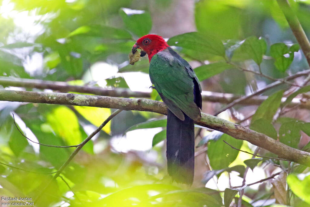 Moluccan King Parrotadult