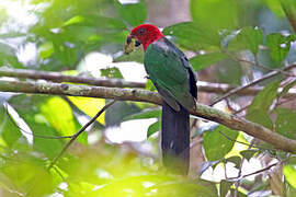 Moluccan King Parrot