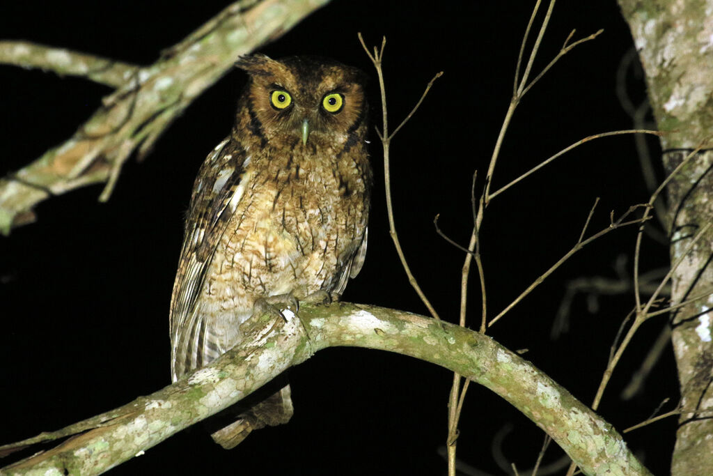 Long-tufted Screech Owladult