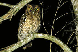 Long-tufted Screech Owl