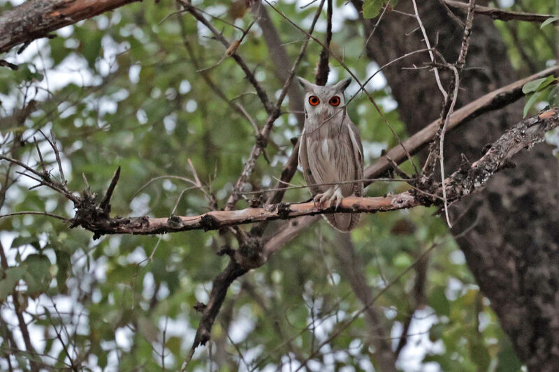 Northern White-faced Owladult