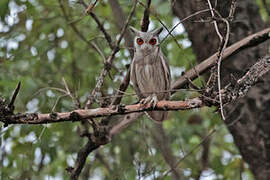 Northern White-faced Owl