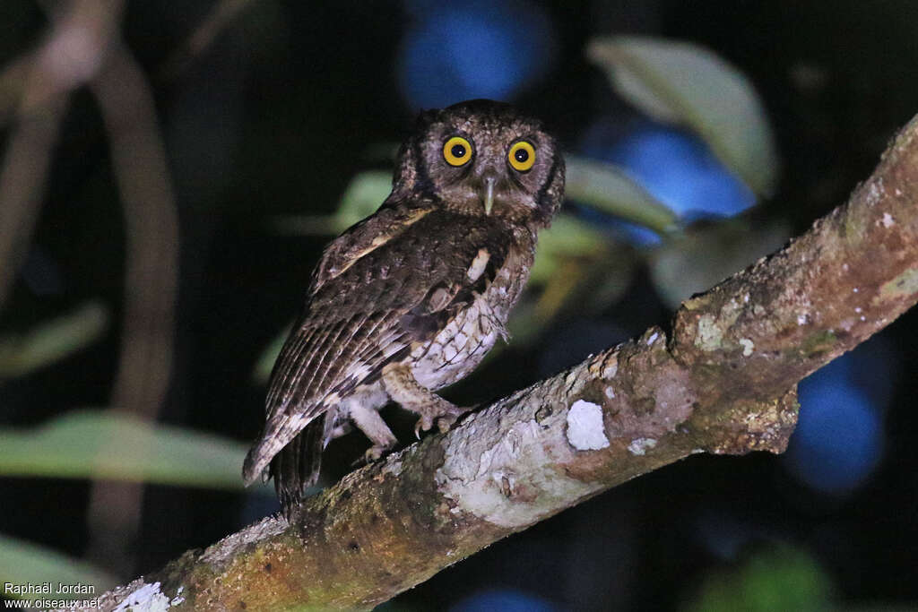 Petit-duc à mèches noiresadulte, identification