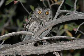 Whiskered Screech Owl