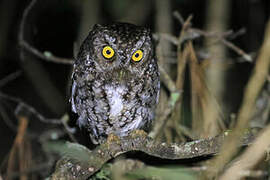 Bearded Screech Owl