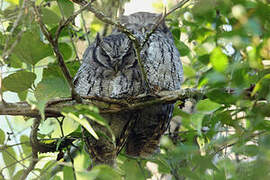 Tropical Screech Owl