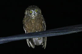 Enggano Scops Owl